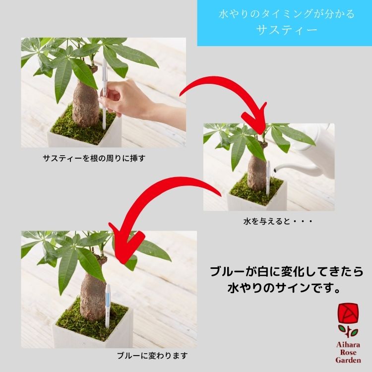 植物水分計サスティー（Sustee）Mサイズ・白 4